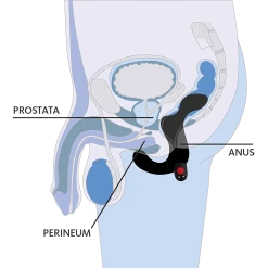 Fun Factory Stimulateur De Prostate Vibrant Duke -dildo shop Perineum Grafik 900x900px DE v11